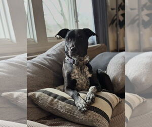 Lab-Pointer Dogs for adoption in Minneapolis, MN, USA