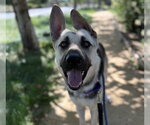 Small #1 German Shepherd Dog