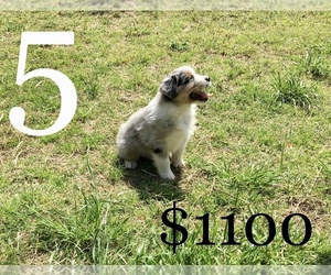 Australian Shepherd Puppy for sale in AUSTIN, AR, USA