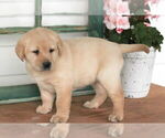 Puppy Wynona Labrador Retriever