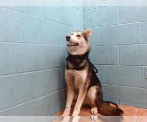 German Shepherd Dog-Unknown Mix Dogs for adoption in Downey, CA, USA