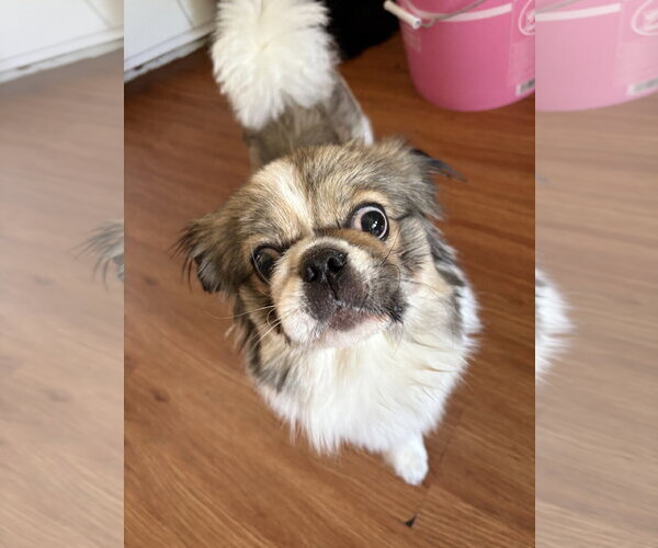 Medium Photo #4 Pekingese Puppy For Sale in Wheaton, IL, USA
