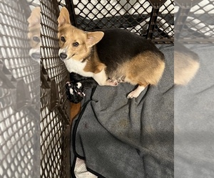 Mother of the Pembroke Welsh Corgi puppies born on 07/11/2022