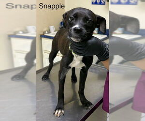 Chihuahua-Labrador Retriever Mix Dogs for adoption in Fallbrook, CA, USA
