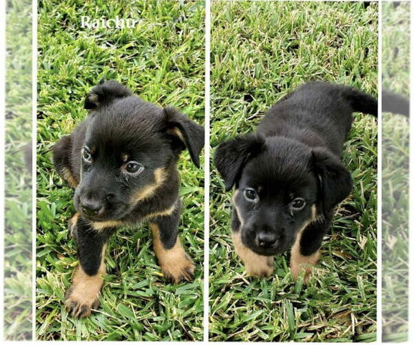 Medium Photo #4 Labrador Retriever-Unknown Mix Puppy For Sale in The Woodlands, TX, USA