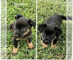 Small #3 Labrador Retriever Mix