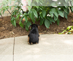 Small #4 Yorkshire Terrier