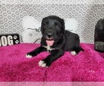 Puppy Dolly Golden Mountain Dog