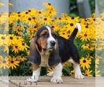 Small #3 Basset Hound