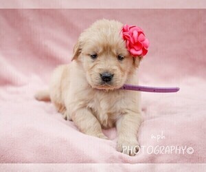 Golden Retriever Puppy for sale in LIBERTY, KY, USA