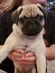 Pug Puppy for sale in DOWNEY, CA, USA