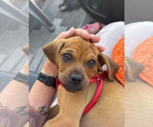 Pug-Unknown Mix Dogs for adoption in San Diego, CA, USA