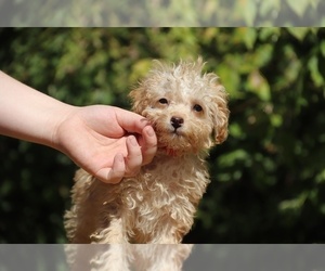 ShihPoo Puppy for sale in DYERSBURG, TN, USA