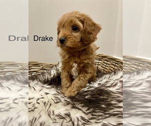 Cavapoo Puppy for Sale in HARRISON, Arkansas USA