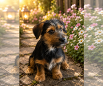 Small #3 Yorkshire Terrier