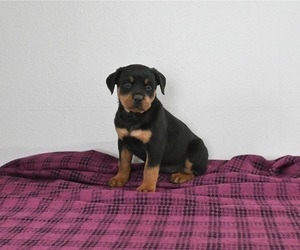 Rottweiler Puppy for sale in APPLE CREEK, OH, USA