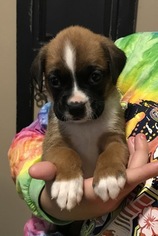 Boxer Puppy for sale in PETERSBURG, VA, USA