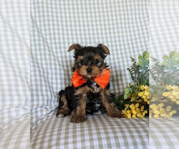 Medium Photo #1 Yorkshire Terrier Puppy For Sale in NEW PROVIDENCE, PA, USA