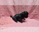 Small #7 Maltipoo