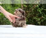 Small #8 ShihPoo
