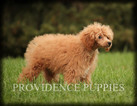 Small Photo #39 Poodle (Miniature) Puppy For Sale in COPPOCK, IA, USA
