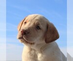 Small Photo #2 Labrador Retriever Puppy For Sale in HAGERSTOWN, MD, USA