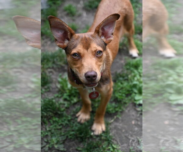 Medium Photo #2 Miniature Pinscher-Unknown Mix Puppy For Sale in Wakefield, RI, USA