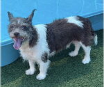 Small Cairn Terrier Mix
