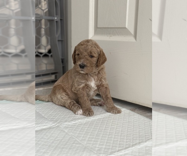 Medium Photo #4 Goldendoodle Puppy For Sale in OAKLAND, CA, USA