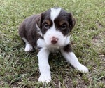 Puppy Light Purple Miniature Australian Shepherd