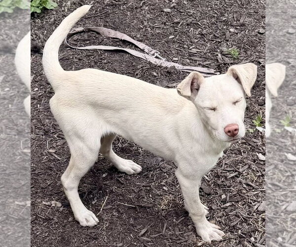 Medium Photo #4 Siberian Husky-Unknown Mix Puppy For Sale in Springdale, PA, USA