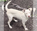 Small #3 Siberian Husky Mix