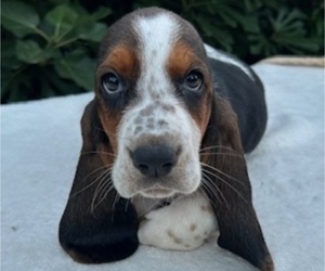 Basset Hound Puppy for Sale in NEW BOSTON, Texas USA