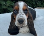 Image preview for Ad Listing. Nickname: Litter of 6