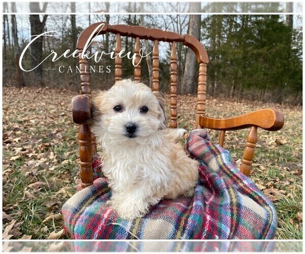 Medium Photo #4 Havachon Puppy For Sale in NIANGUA, MO, USA