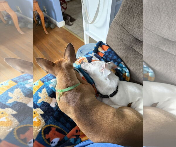 Medium Photo #11 Chiweenie Puppy For Sale in Wakefield, RI, USA