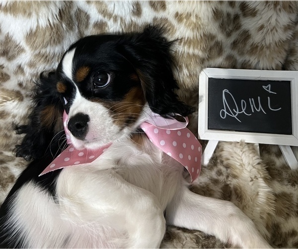 Medium Photo #3 Cavalier King Charles Spaniel Puppy For Sale in ABILENE, TX, USA