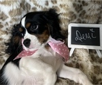 Small Photo #3 Cavalier King Charles Spaniel Puppy For Sale in ABILENE, TX, USA