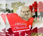Puppy Puppy 4 Pomeranian