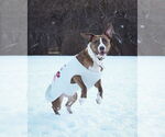 Small #43 American Pit Bull Terrier Mix
