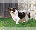 Small #14 Border-Aussie
