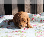 Small Photo #3 Goldendoodle (Miniature) Puppy For Sale in BLOOMINGTON, IN, USA