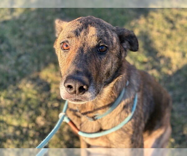 Medium Photo #1 German Shepherd Dog-Unknown Mix Puppy For Sale in Tulsa, OK, USA