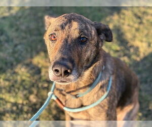 German Shepherd Dog-Unknown Mix Dogs for adoption in Tulsa, OK, USA