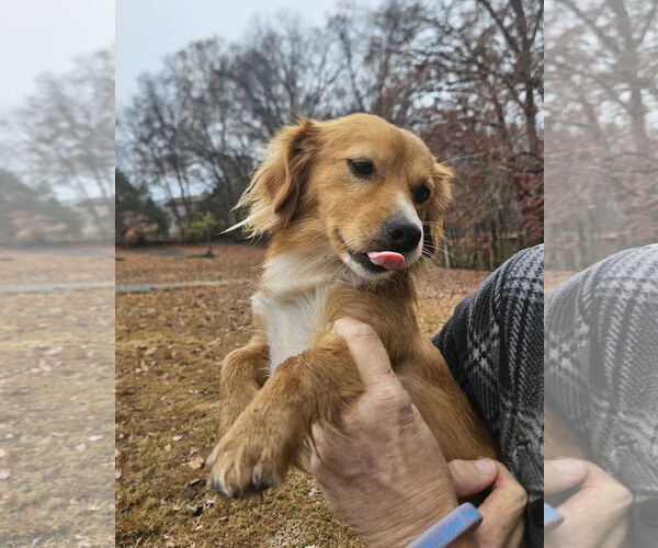 Medium Photo #1 Mutt Puppy For Sale in Thomasville, NC, USA