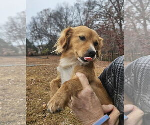 Mutt Dogs for adoption in Thomasville, NC, USA