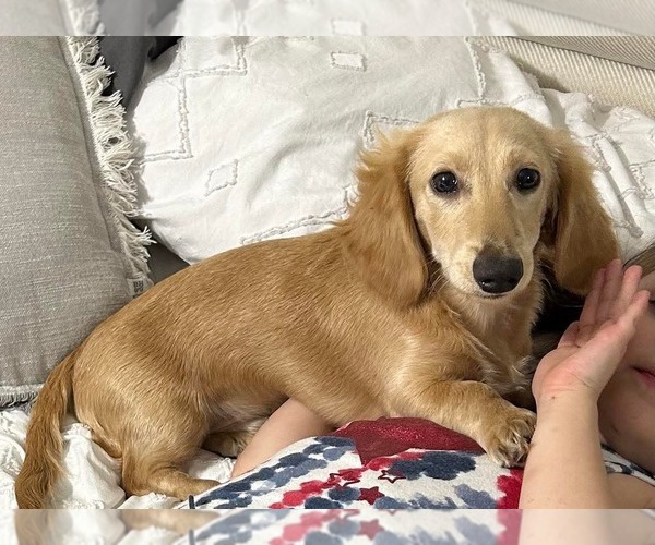 Medium Photo #1 Dachshund Puppy For Sale in STEINHATCHEE, FL, USA