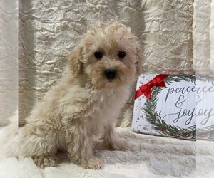 Poodle (Miniature) Puppy for sale in DRY RUN, PA, USA