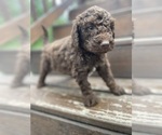 Puppy Puppy 5 Bernedoodle