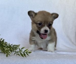 Pembroke Welsh Corgi Puppy for sale in STANLEY, WI, USA